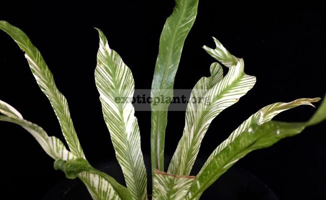 Asplenium-nidus-variegated-ex-Japan
