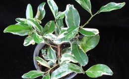Atalantia-monophylla-albomarginata-No.2