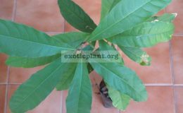 Barringtonia-acutangula-Lecythidaceae