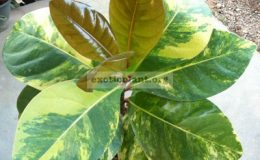 Barringtonia-asiatica-variegated
