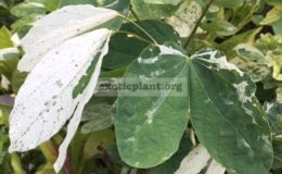 Bauhinia-sp.-white-variegated-50