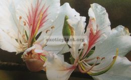 Bauhinia-variegata-Australia-1-1