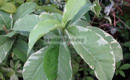 Beaumontia-murtonii-variegate-Beaumontia-grandiflora-albomarginata-
