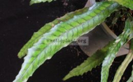 Bolbitis-sp.narrow-leaf
