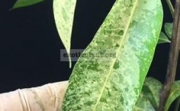Bouea-macrophylla-variegated-50