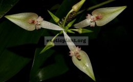 Bulbophyllum-blepharistes-