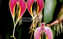 Bulbophyllum-blumei