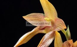Bulbophyllum-cootesii3