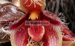 Bulbophyllum-dayanum