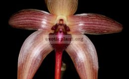 Bulbophyllum-echinolabium