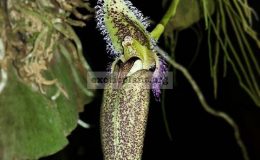 Bulbophyllum-hampelana