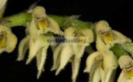 Bulbophyllum-hirtum-
