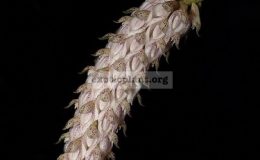 Bulbophyllum-lilacinum