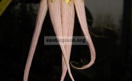 Bulbophyllum-longissimum