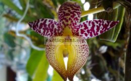 Bulbophyllum-macranthum