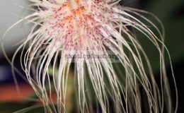 Bulbophyllum-medusae