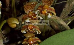 Bulbophyllum-monanthum