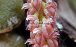 Bulbophyllum-muscarirubrum