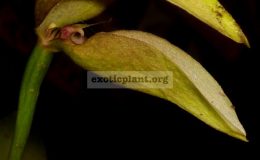 Bulbophyllum-ornithorhynchum