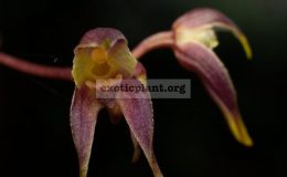 Bulbophyllum-planibulbe