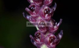 Bulbophyllum-quadrialatum
