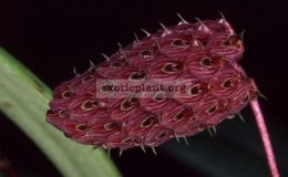 Bulbophyllum-repens