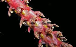 Bulbophyllum-saurocephalum