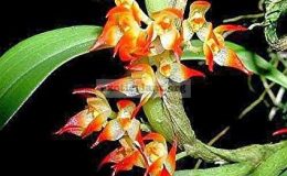 Bulbophyllum-sessile