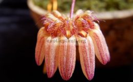 Bulbophyllum-sikkimense