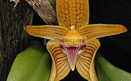 Bulbophyllum-smitinandii