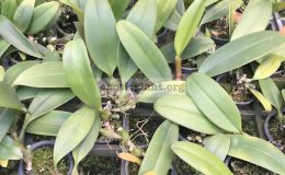 Bulbophyllum-stockeri-
