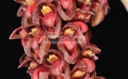 Bulbophyllum-triste