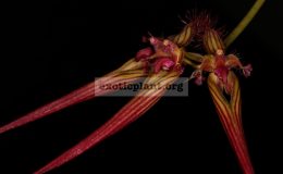 Bulbophyllum-wendlandianum