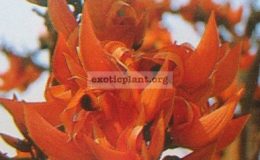 Butea-monosperma-orange-flowerTF-