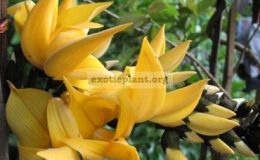 Butea-monosperma-yellow-flower-1-1