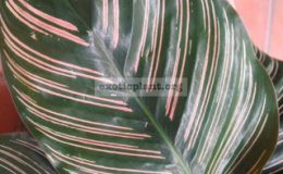 Calathea-Sanderiana-20-