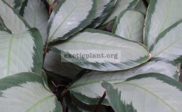 Calathea-picturata-Argentea-20-1