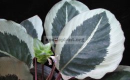 Calathea-sp.T01-cv.-Cynthia20