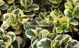 Carissa-grandiflora-variegata-