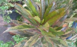 Cerbera-odollam-red-leaf-variegated-