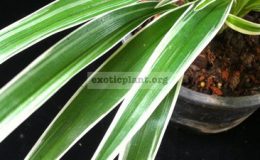 Chlorophytum-comosum-albomarginata-big-leaf-14-