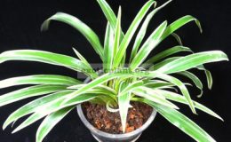 Chlorophytum-comosum-albomarginata-big-leaf-14