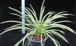 Chlorophytum-comosum-albomarginatanarrow-leaf-500