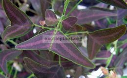 Christia-purple-leaf-