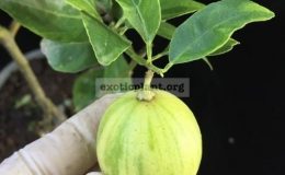 Citrus-aurantifolia-oval-fruit-variegated-45-