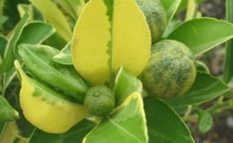 Citrus-madurensis-variegated-30-