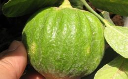 Citrus-medica-Green-Pumpkin-26