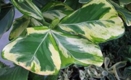 Clusia-major-variegated-Tricolor1