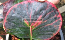 Codiaeum-Bai-Pat-the-leaf-wider-than-Boosarin-листья-шире-чем-у-Boosarin-20