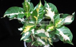 Codiaeum-Jamaica-Tricolor-whitegreen-12